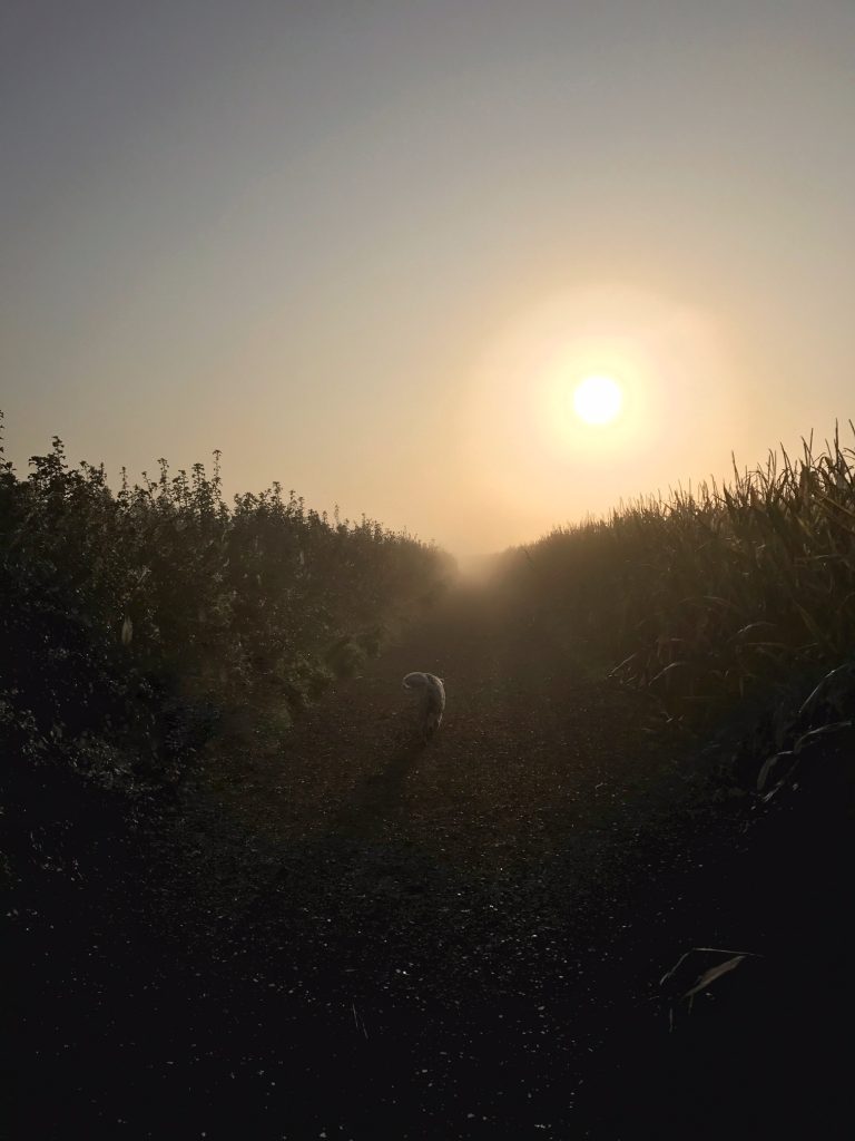 wandelen met de hond limburg sint geertruid bruisterbosch karreweg