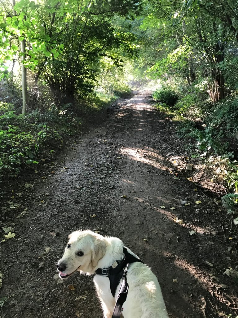 wandelen met de hond limburg sint geertruid bruisterbosch