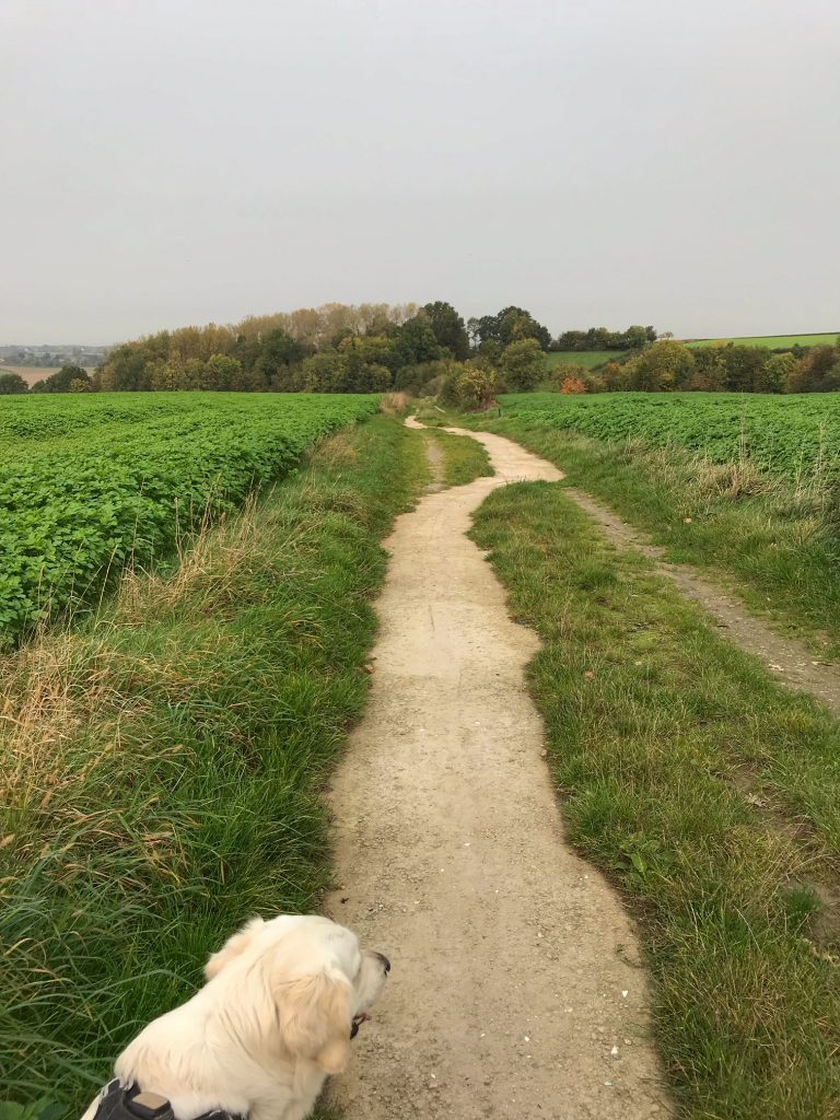 wandelen met de hond limburg banholt hagelstouweg
